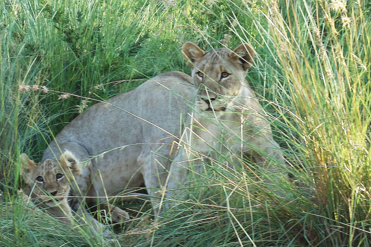 2 lion cubs in the grass jamala