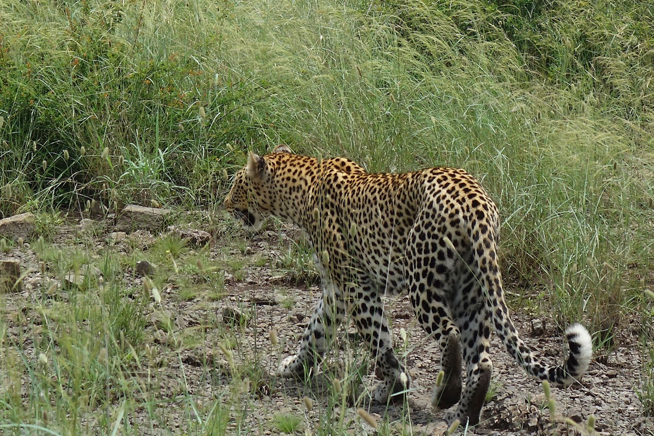 2 Tala strolling through the Madikwe bush
