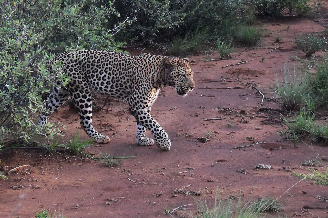 5 leopard munye again