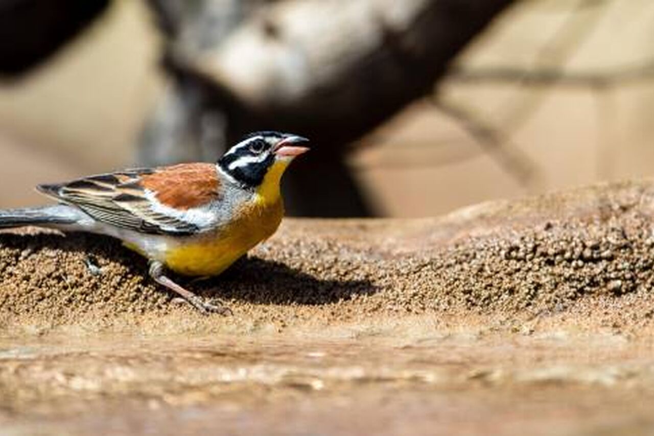 Rhulani 2019 Ralf 014 750 322 70 s