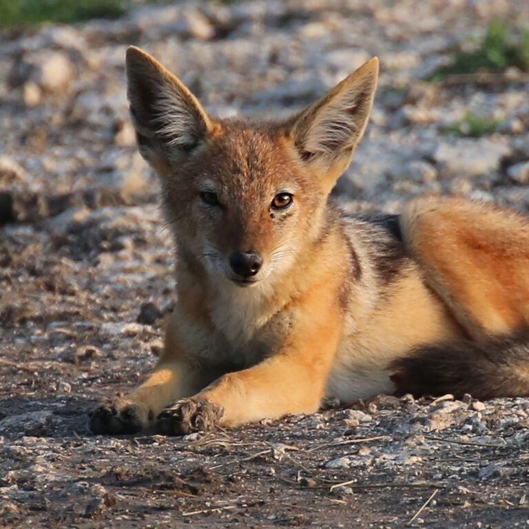 Jackal 51845235857 o