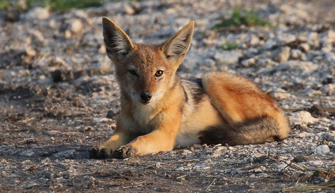 Jackal 51845235857 o