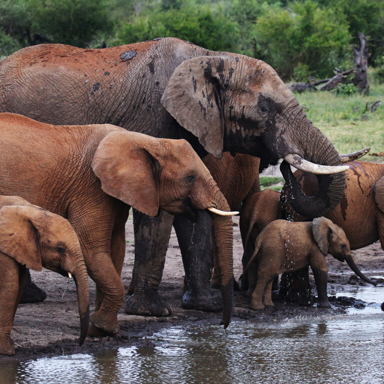 Elephants drinking 51837577773 o