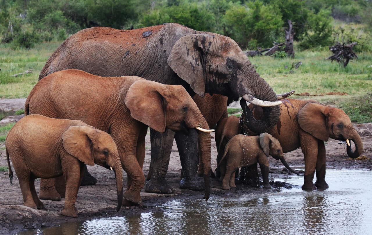 Elephants drinking 51837577773 o