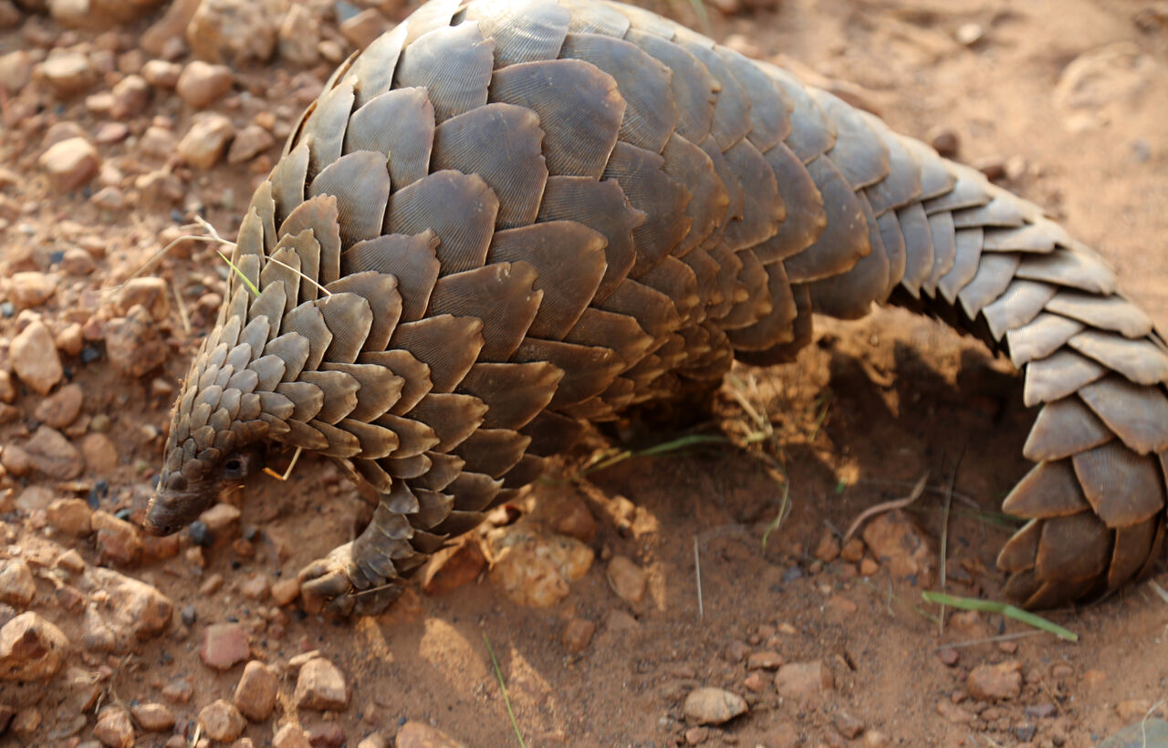 Pangolin 51837575293 o