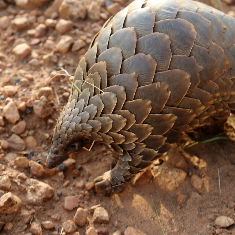 Pangolin 51837575293 o