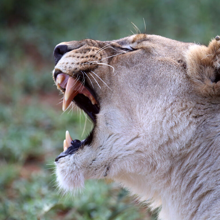 Lioness yawning 51836518322 o