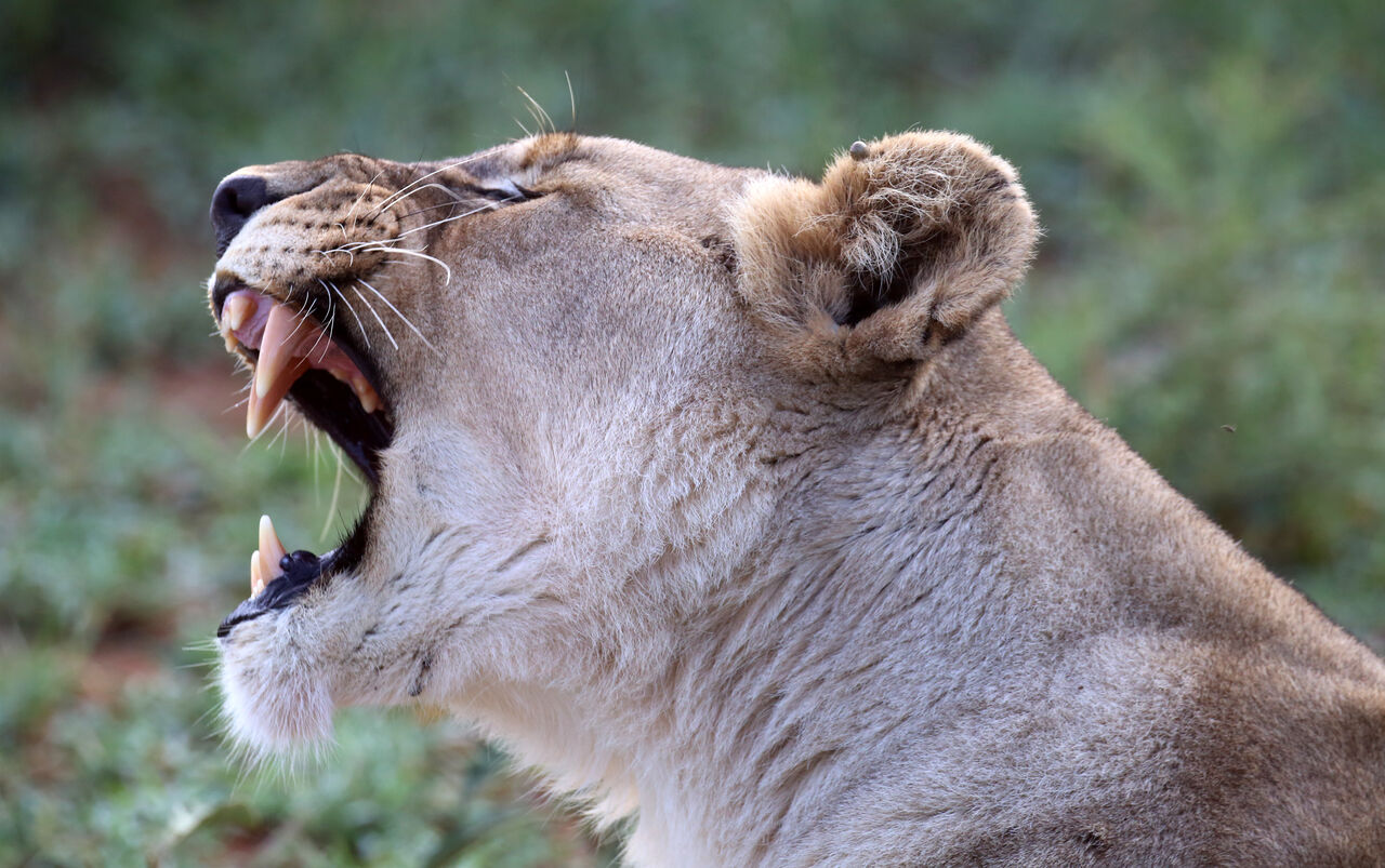 Lioness yawning 51836518322 o