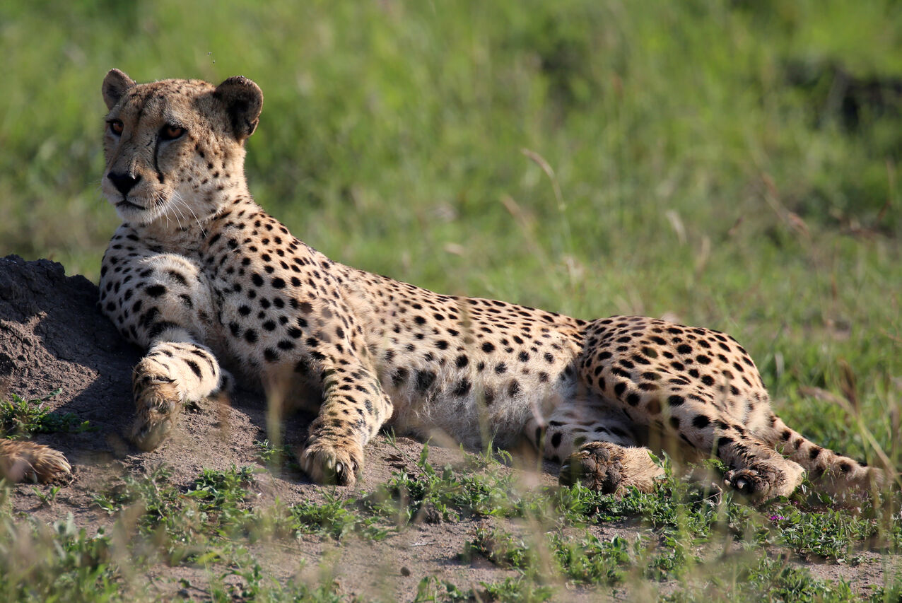 Cheetah 51838205185 o