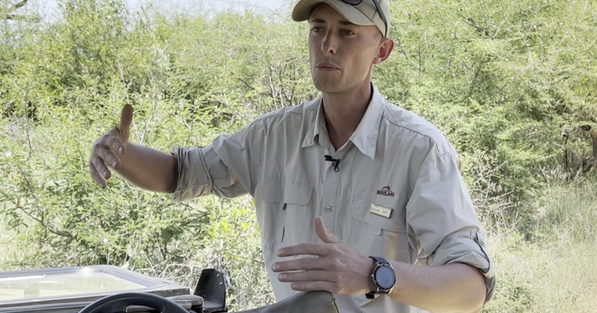 Rhulani Safari Lodge | Life of a Ranger: Chacma baboon with babies