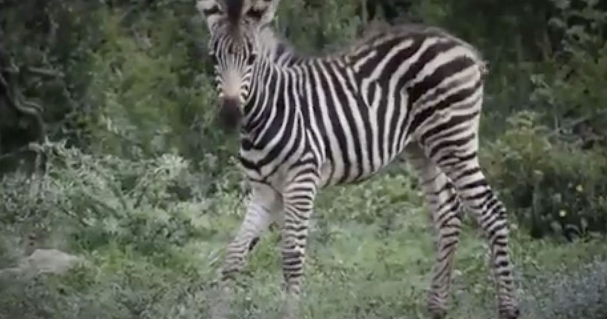 Zebra Injuries Rhulani Safari Lodge | Rhulani Minute Safari - A little injured Zebra